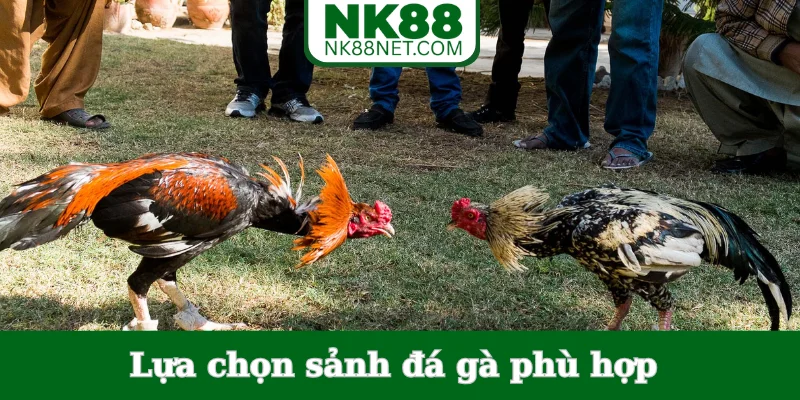 lua-chon-sanh-da-ga-phu-hop