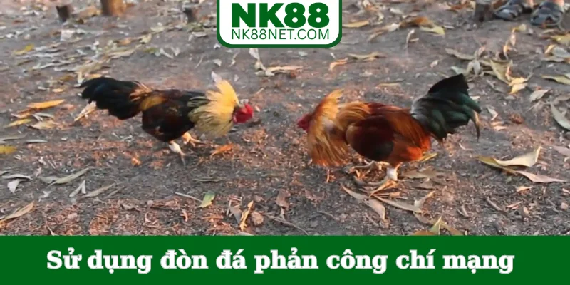 su-dung-don-da-phan-cong-chi-mang